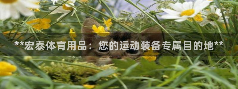 欧陆娱乐总代理:**宏泰体育用品:您的运动装备专属目的地**